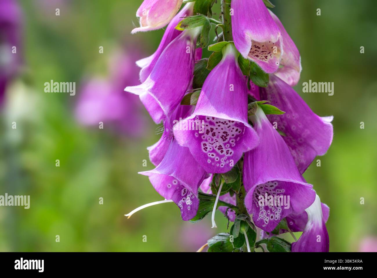 Comune foxglove (digitalis purpurea) in fiore nella foresta in tarda primavera / inizio estate Foto Stock