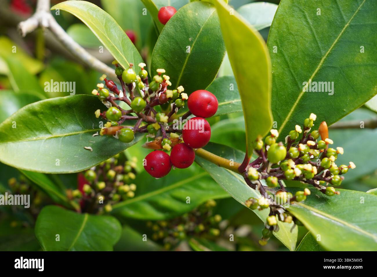 sfondo naturale con fogliame di frutti rossi e foglie verdi. frutti di bosco e foglie Foto Stock