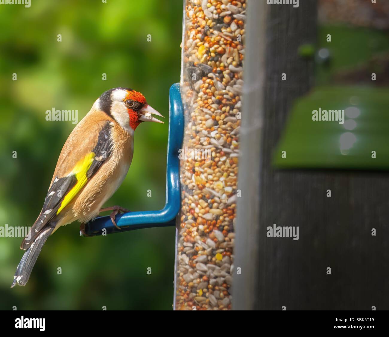 Gold Finch appollaiato su una stazione di alimentazione, Hauxley Nature Reserve, giugno 2025 Foto Stock