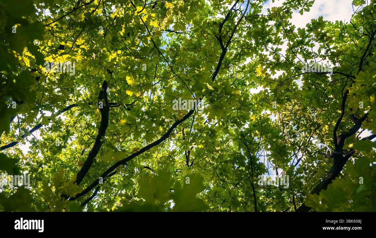 Piccole foglie verdi alla foto del primo piano primaverile Foto Stock