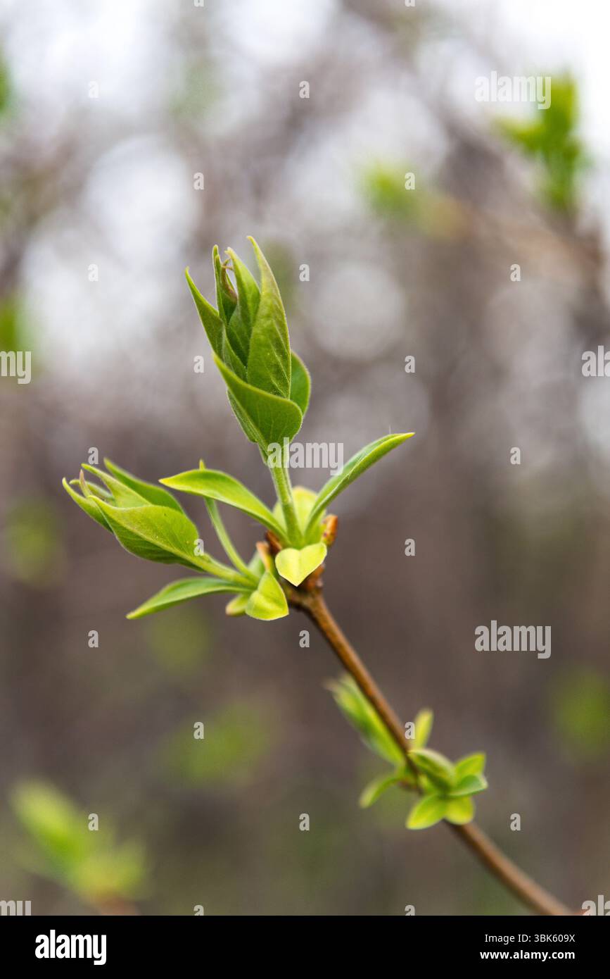 Piccole foglie verdi alla foto del primo piano primaverile Foto Stock
