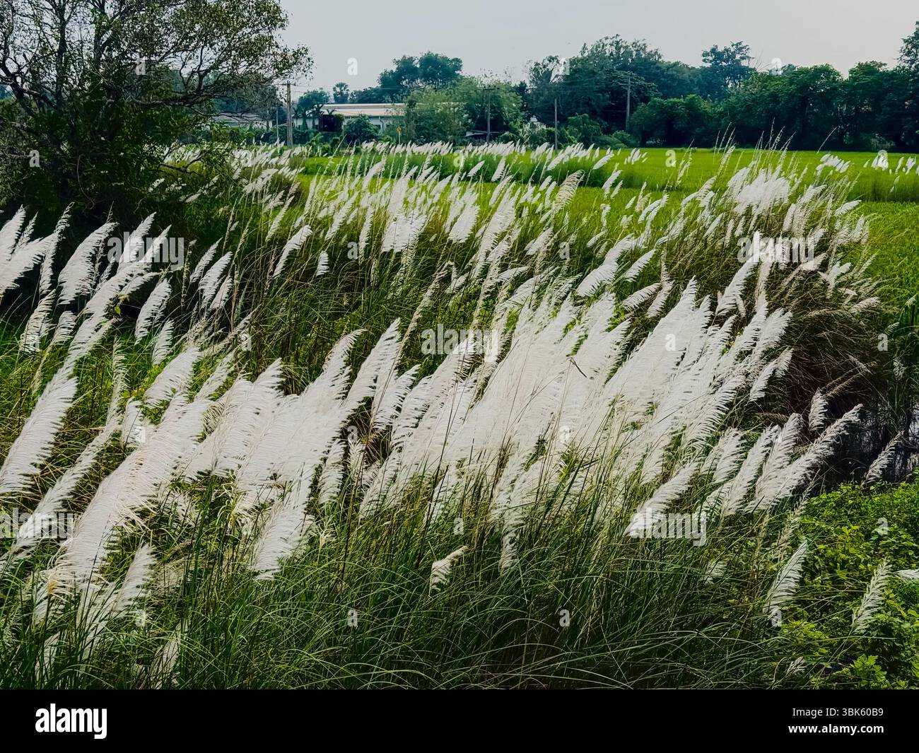 L'erba di Kans ondeggia nel vento accanto a lussureggianti risaie verdi in un'area rurale dello Sri Lanka - Immagine stock catturata con smartphone