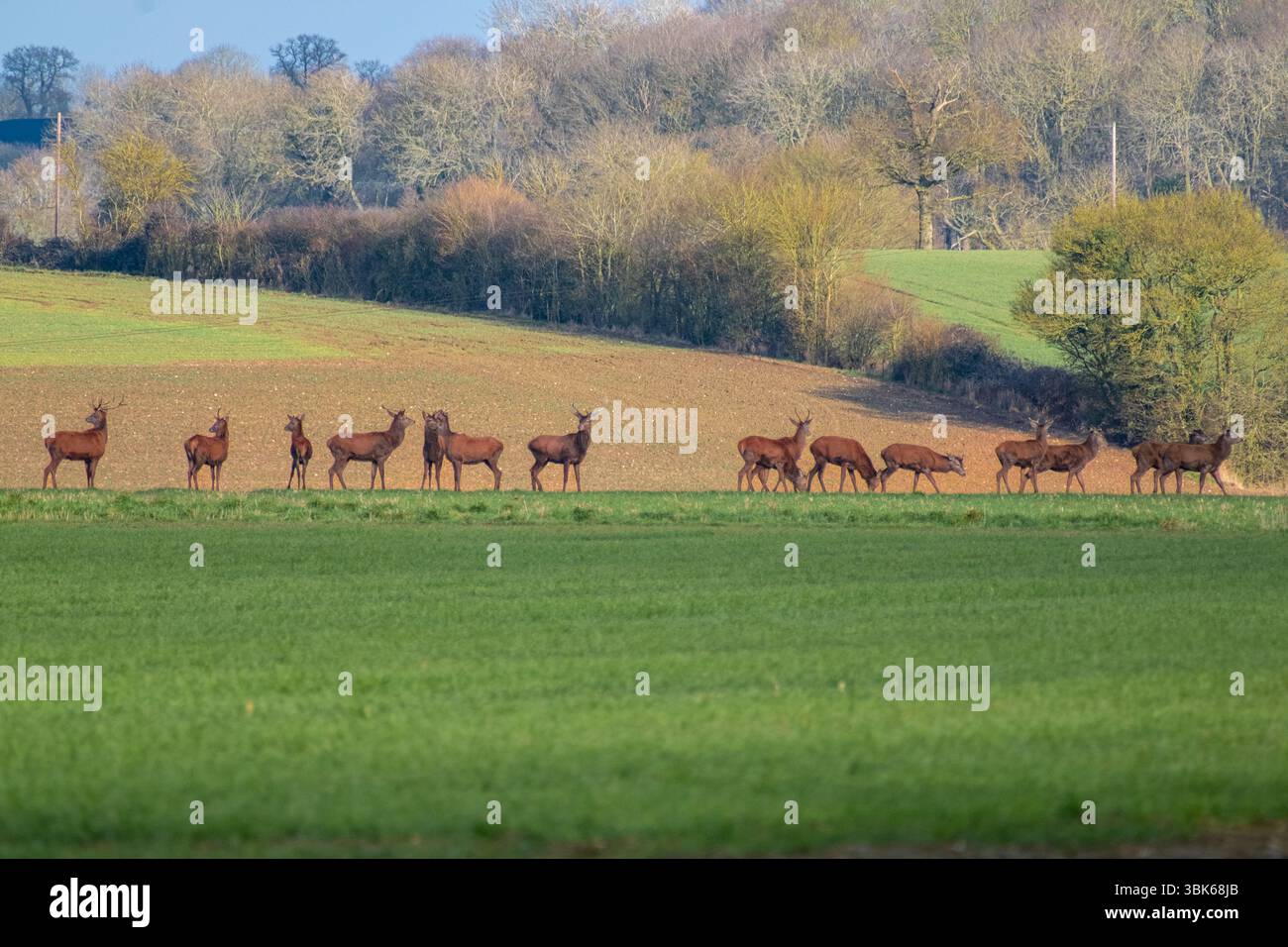 Branco di cervi selvatici Cervus elaphus. Primavera a Hoxne, Suffolk, East Anglia, Regno Unito. Foto Stock