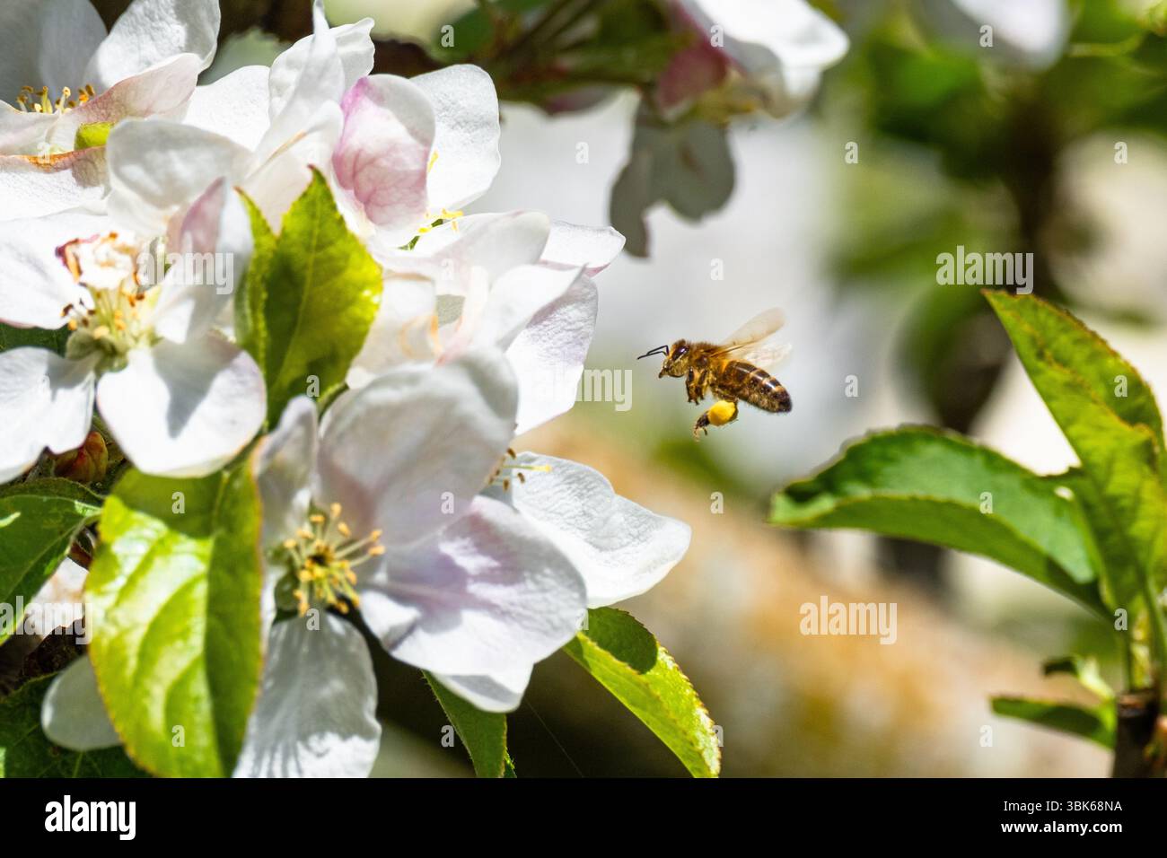 WESTERN Honey Bee con sacche di polline che volano verso la fioritura delle mele. Suffolk, Regno Unito. Foto Stock