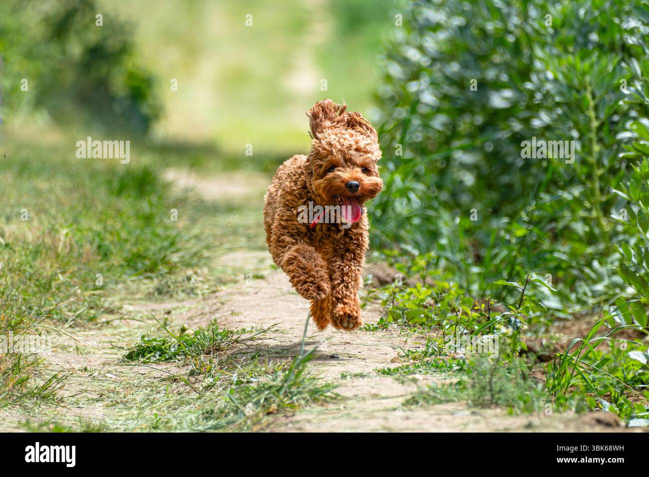 cavapoo di 15 mesi che corre molto veloce - tutte le zampe sono decollate da terra. Foto Stock