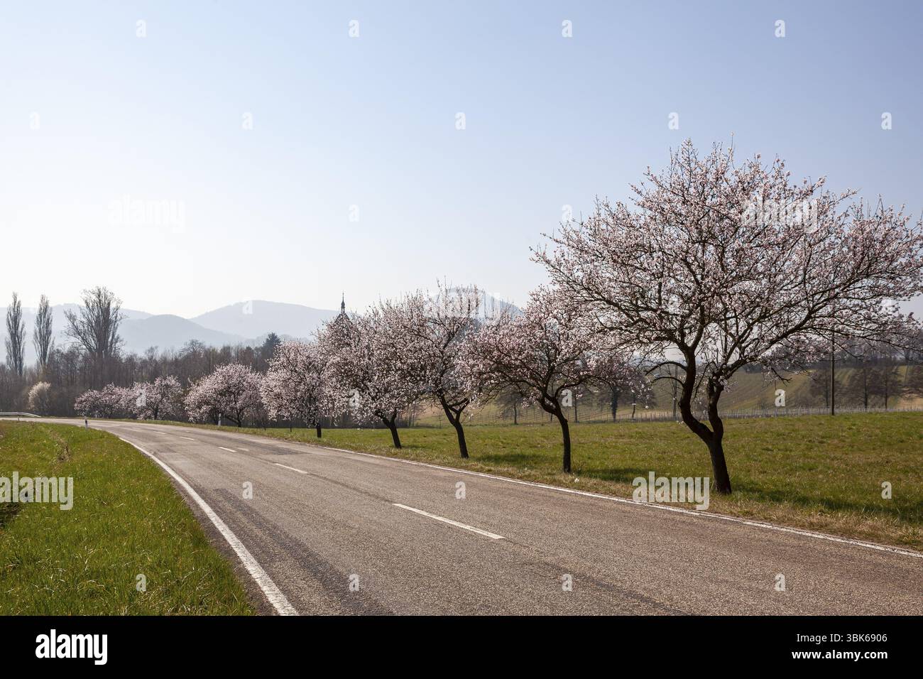 Strada di campagna con mandorli in fiore, mandorli (Prunus dulcis), Siebeldingen, strada del vino tedesca, anche strada del vino meridionale, Palatinato meridionale Foto Stock