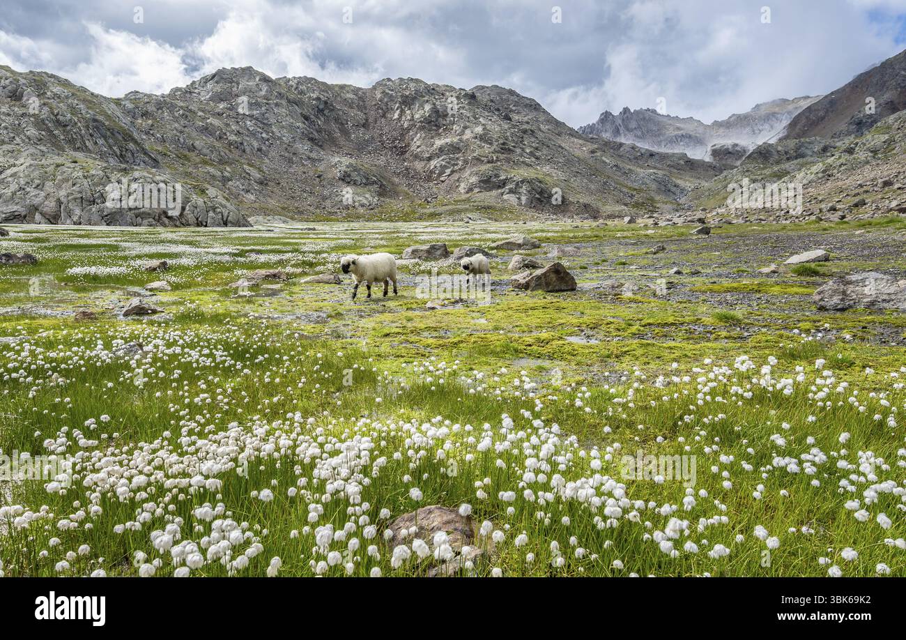Pecora nosa Vallese (Ovis gmelini aries), alta valle alpina, prato con erba di cotone, Obere Senner Egete, Alpi dello Stubai, vicino a Ridnaun, Sou Foto Stock