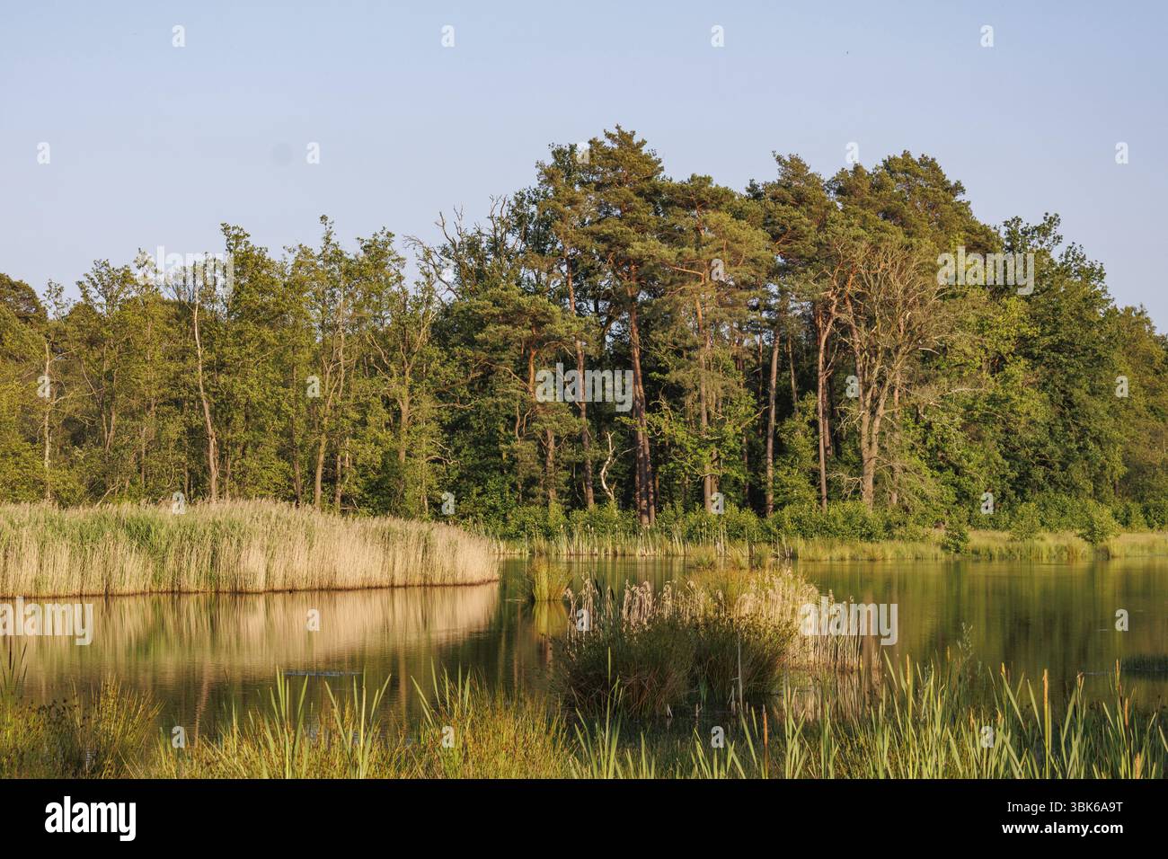 Foresta ai margini di un lago con canne e acque limpide, Woold, winterswijk, paesi bassi Foto Stock