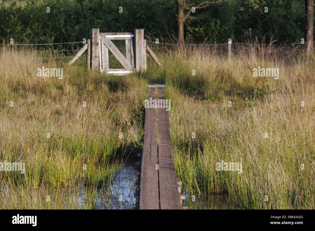 Una stretta passerella in legno conduce attraverso un prato erboso a un cancello di legno, Woold, winterswijk, paesi bassi Foto Stock