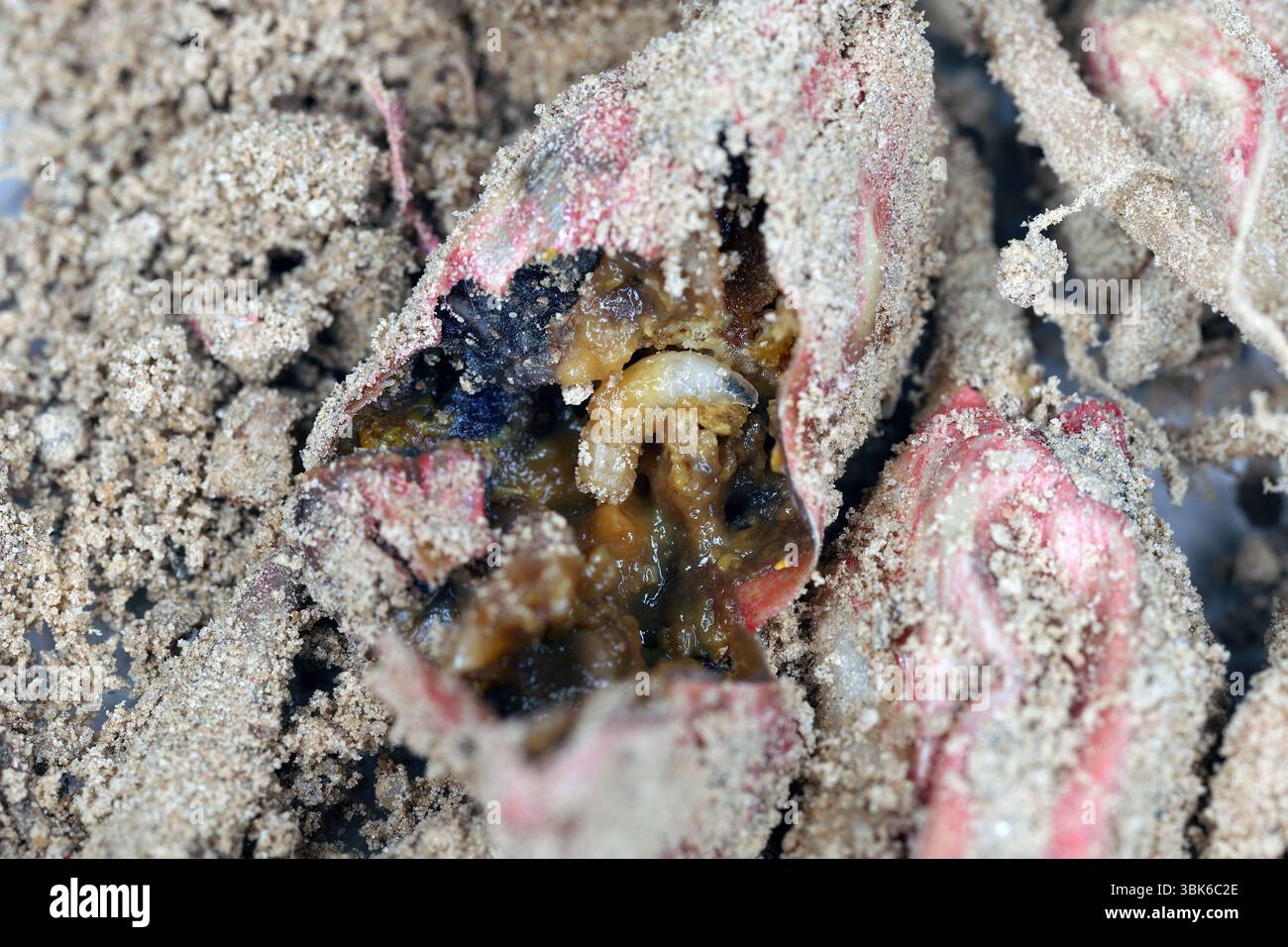 I semi di mais danneggiati dalle larve di semi di fagioli volano nel suolo (Delia platura). Foto Stock