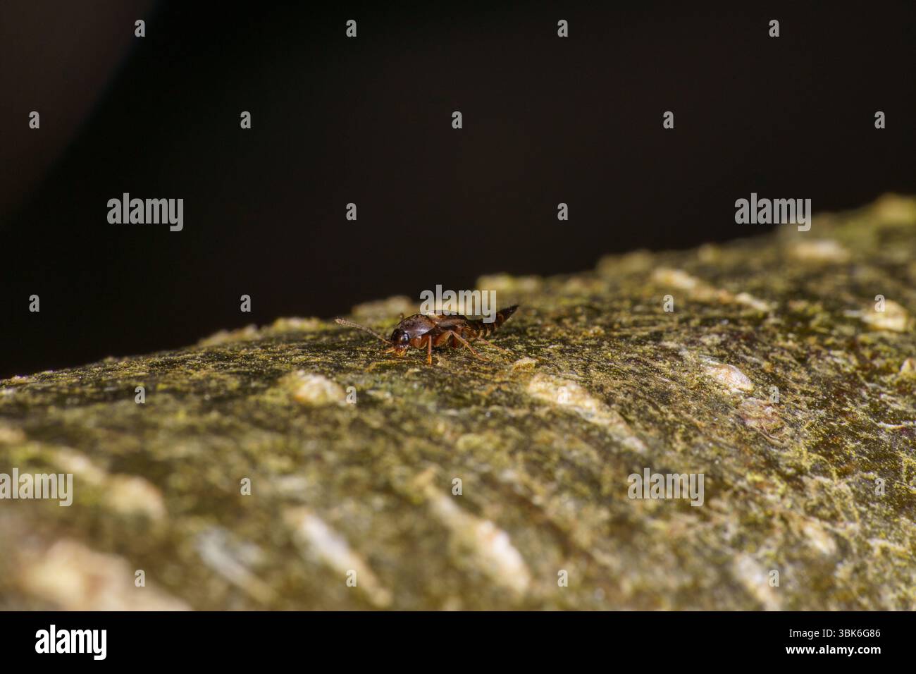 Trumpasparnis famiglia Staphylinidae scarabeo Rove natura selvaggia fotografia di insetti, foto, carta da parati Foto Stock