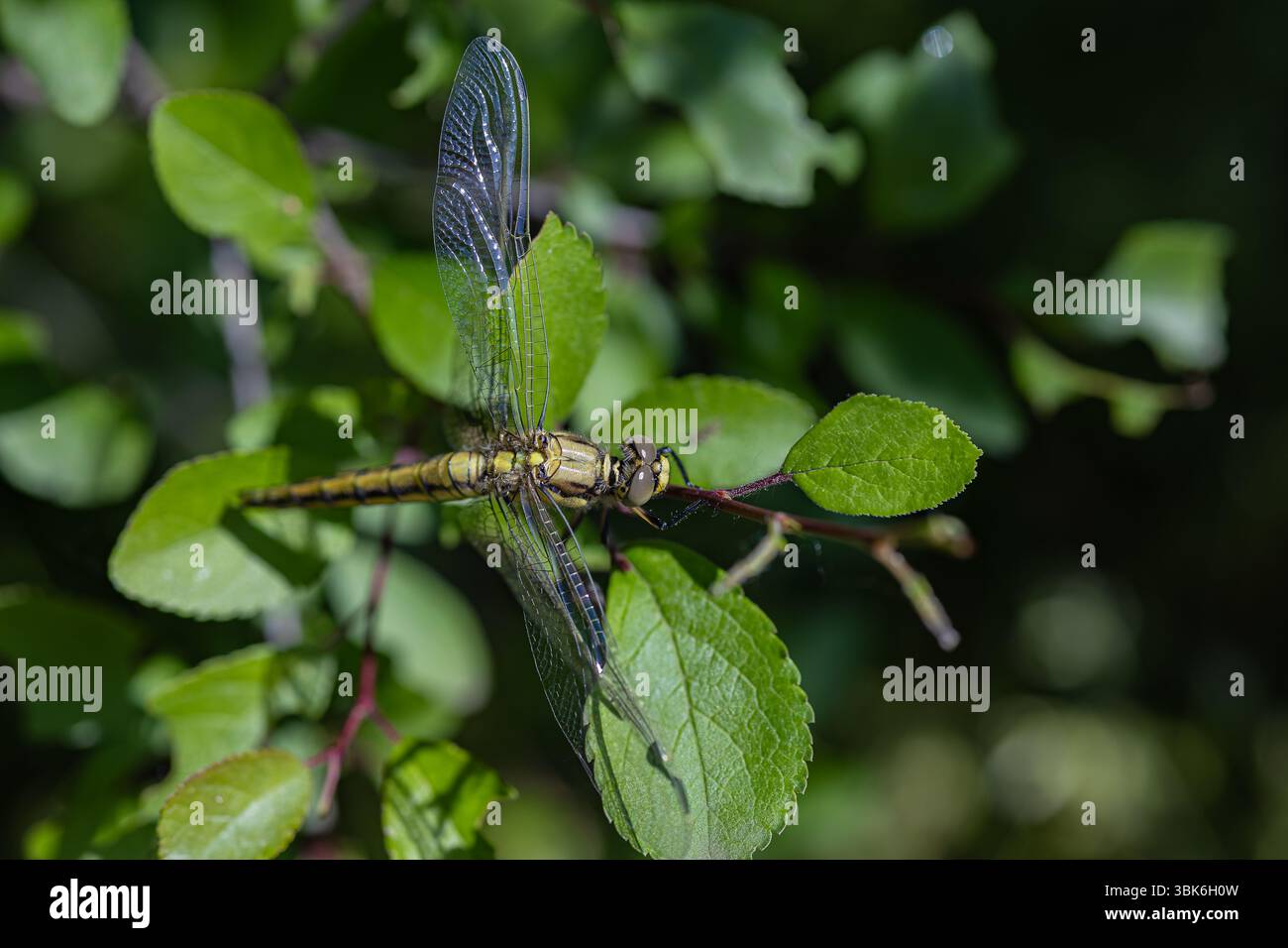 Primo piano di una libellula gialla che riposa su foglie verdi vibranti nella foresta soleggiata durante il giorno estivo. Foto macro di dettagliate ali di insetti e fogliame Foto Stock