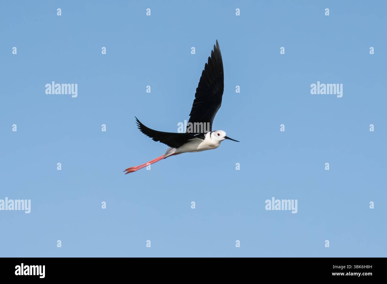 Un palafitte con ali nere si libra nel cielo limpido con le ali allungate e le gambe dietro. Foto Stock