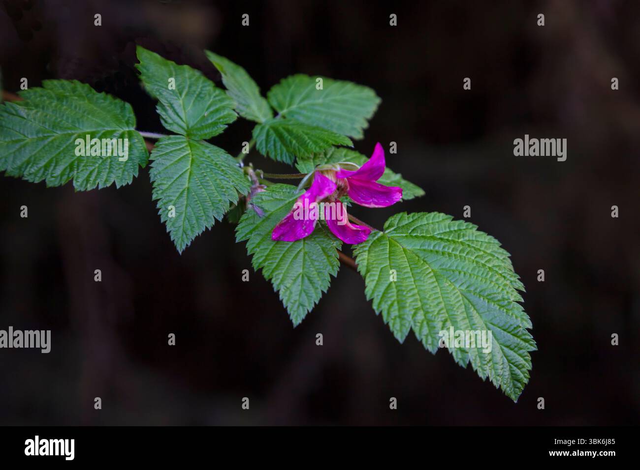 Flora autoctona sul sentiero per Tow Hill nel Naikon Provincial Park sull'isola Haida Gwaiii - Columbia Britannica, Canada Foto Stock