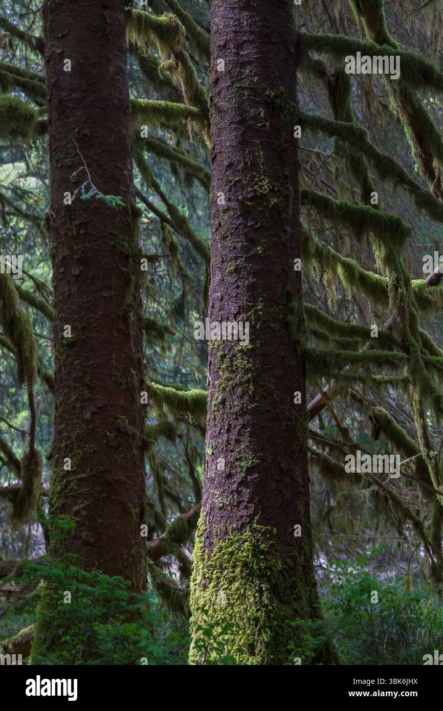 Antichi alberi di abete di Sitka nella vecchia foresta pluviale temperata di Haida Gwaiii Island vicino al fiume Yakoun - Columbia Britannica, Canada Foto Stock