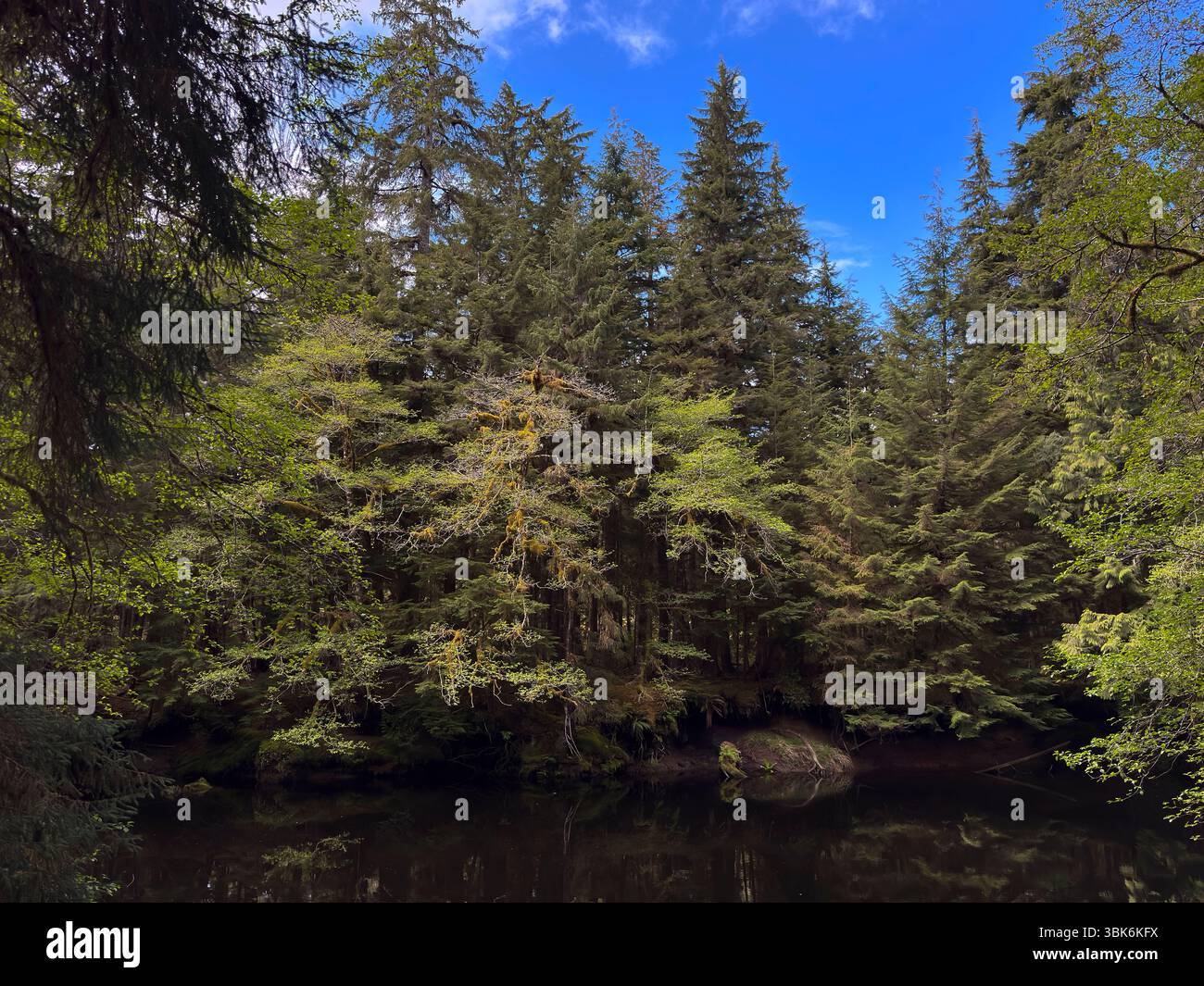 Il fiume Yakoun si snoda attraverso la vecchia foresta pluviale temperata sull'isola Haida Gwaiii - Columbia Britannica, Canada Foto Stock