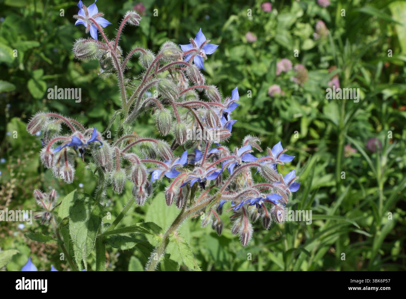 Pianta comune di Borage in fiore, fiori blu cielo fiori selvatici in giardino, erbe culinarie, Borago officianlis Foto Stock