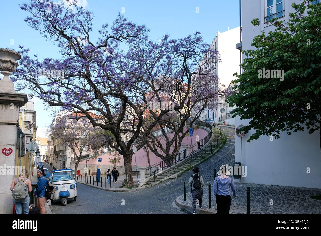 Lisbona, Portogallo - 15 maggio 2025: I pedoni vanno in giro a beneficio di un albero di Jacaranda in fiore nella collina di Lisbona, Portogallo Foto Stock