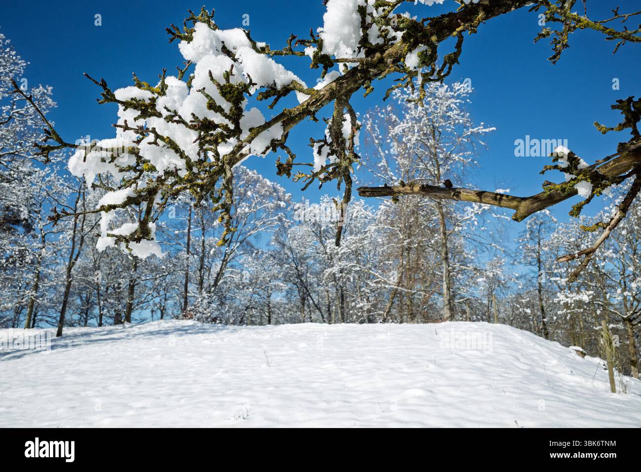 Primo piano di rami d'albero spolverati di neve con muschio verde vivace, adagiato su uno splendido cielo invernale azzurro. Foto Stock