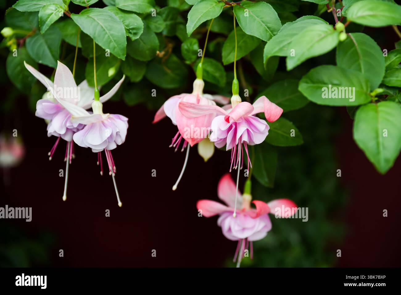 Fuchsia Nancy Lou e Fuchsia Gartenbauverein Eupen in fiore. Fiori rosa bianco e magenta. Nome comune fucsia. Famiglia Onagraceae Foto Stock