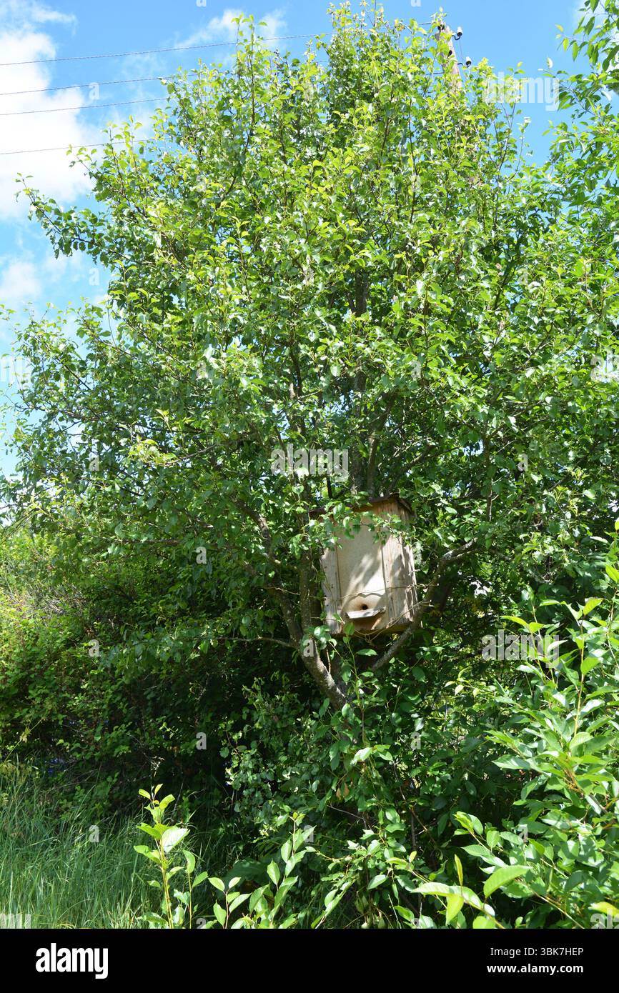 Prendere uno sciame di api mellifere. La trappola di legno per le api selvatiche o per gli sciami di api si nasconde sugli alberi. Foto Stock