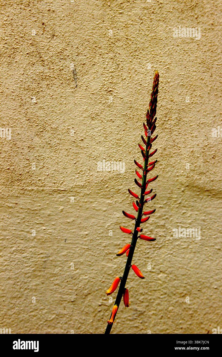 Vista della collezione di boccioli di Aloe vera su pareti dipinte Foto Stock
