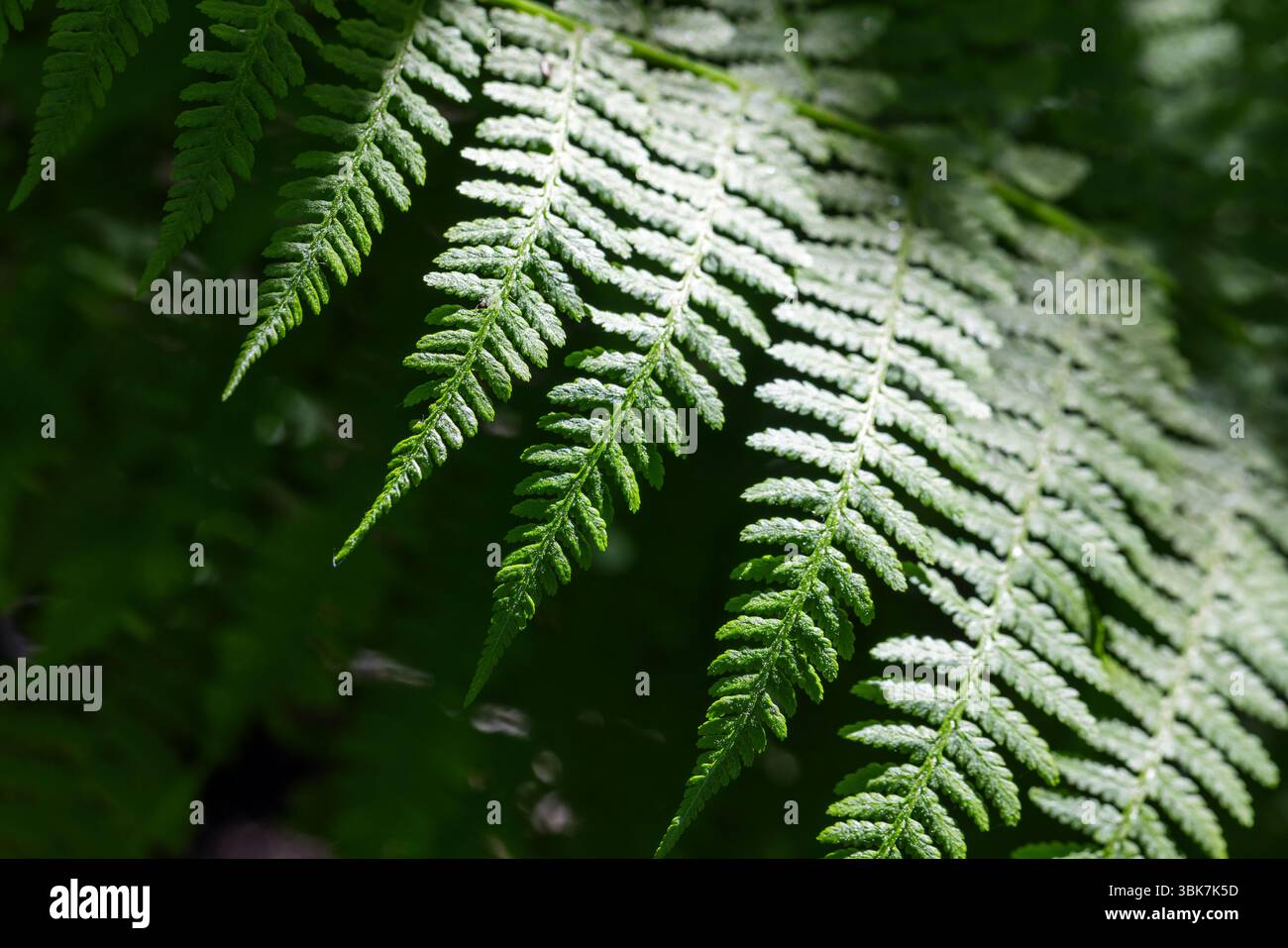 Una vista ravvicinata dettagliata di una foglia di felce, che mostra la sua struttura elegante, illuminata dalla luce del sole. Le vivaci tonalità di verde evocano una natura Foto Stock