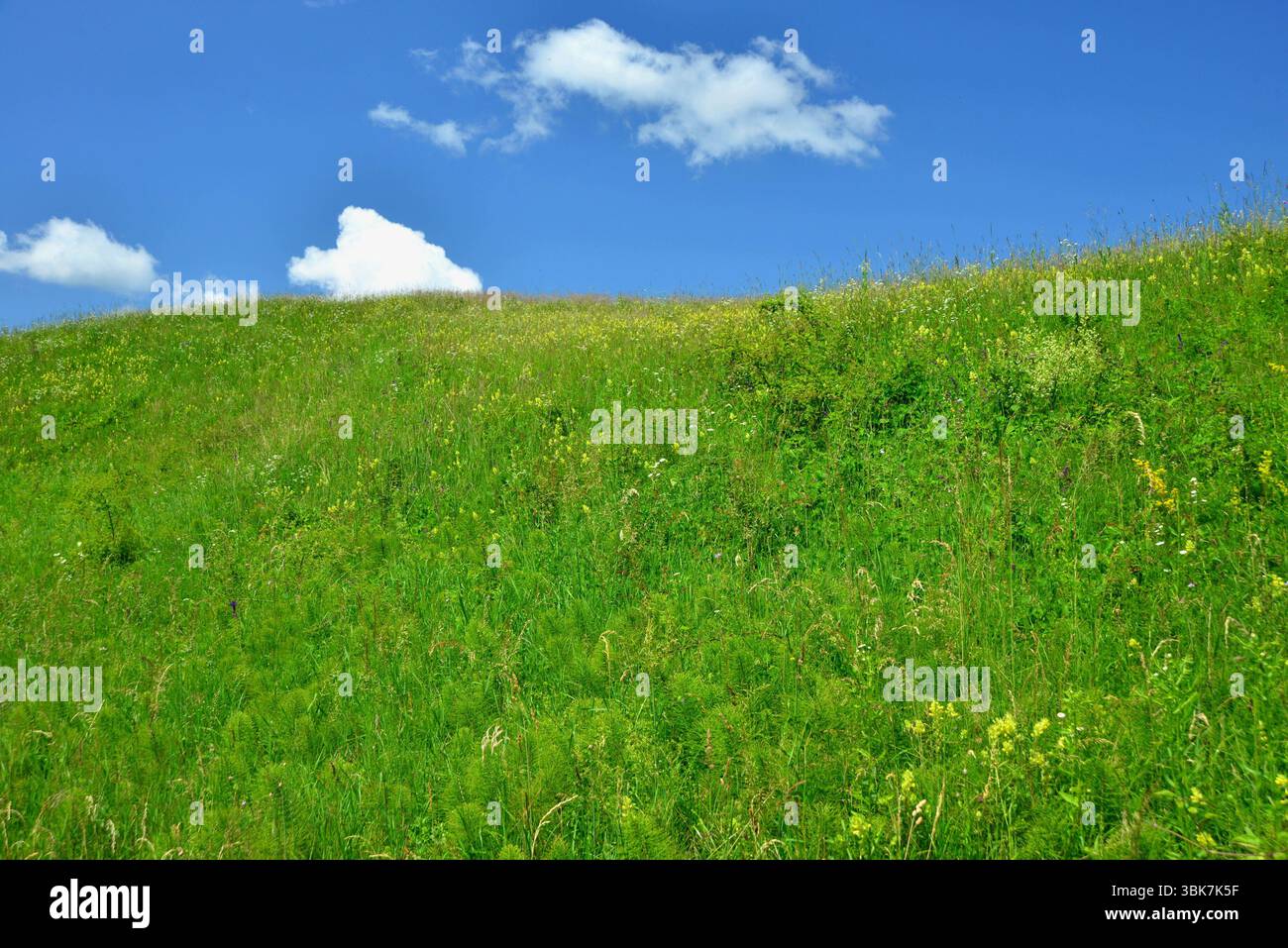 Piante di ogni genere, che fioriscono sulle colline della Transilvania in primavera Foto Stock