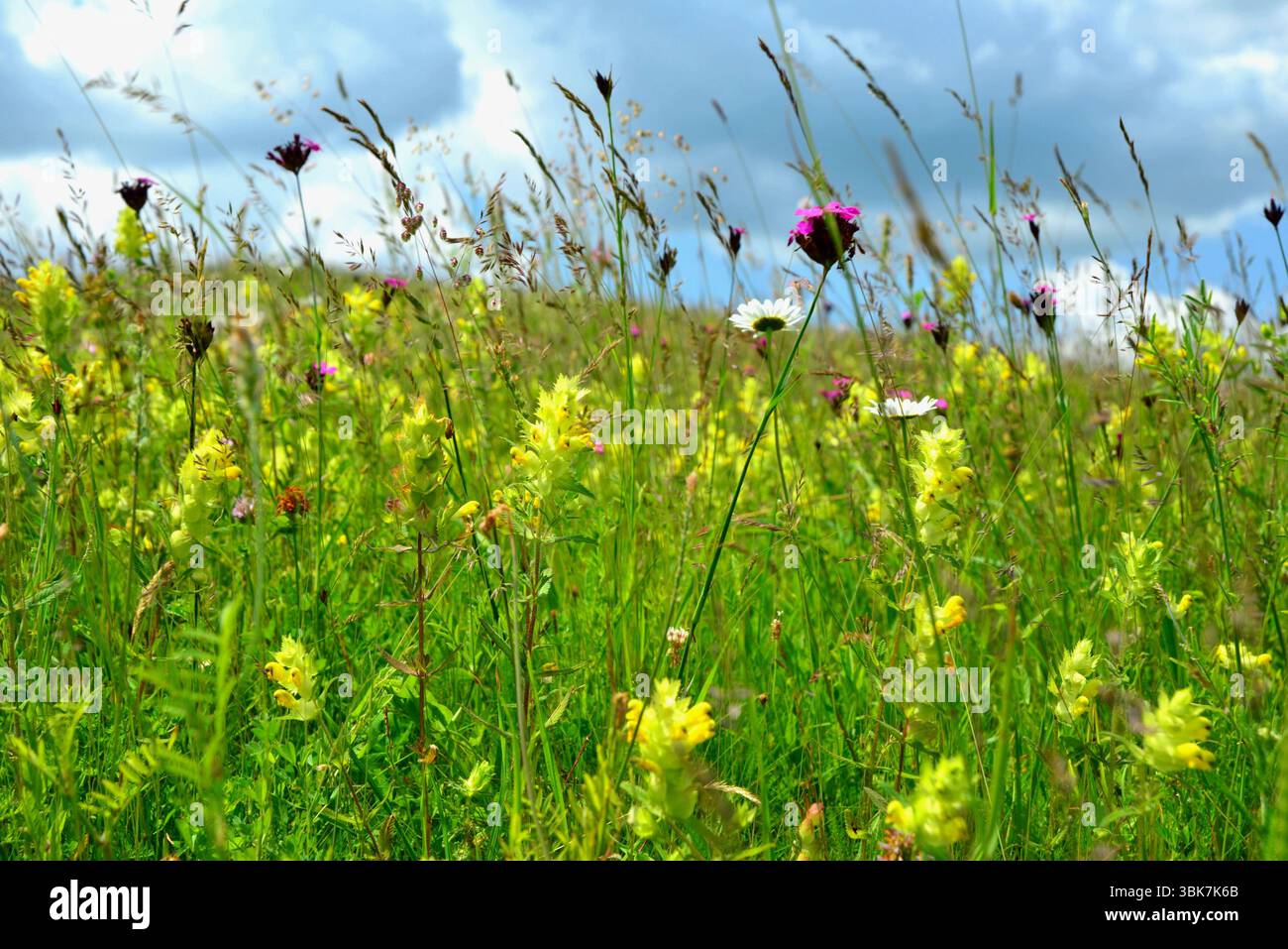 Prati fioriti tra le colline della Transilvania, uno spettacolo incredibile della natura Foto Stock