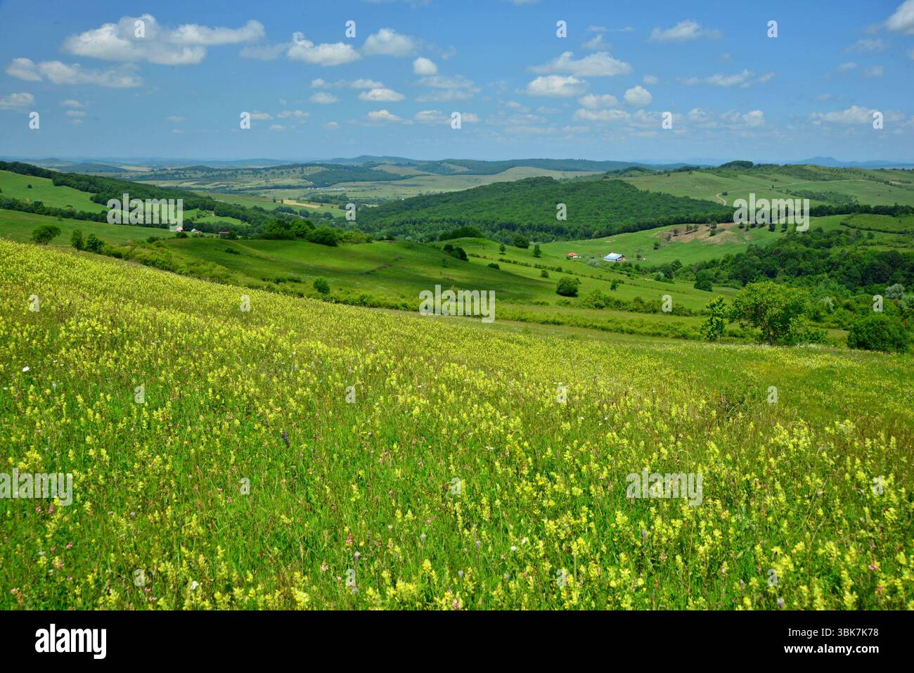 Colline fiorite nella primavera della Transilvania; luce, colore e profumi ovunque Foto Stock