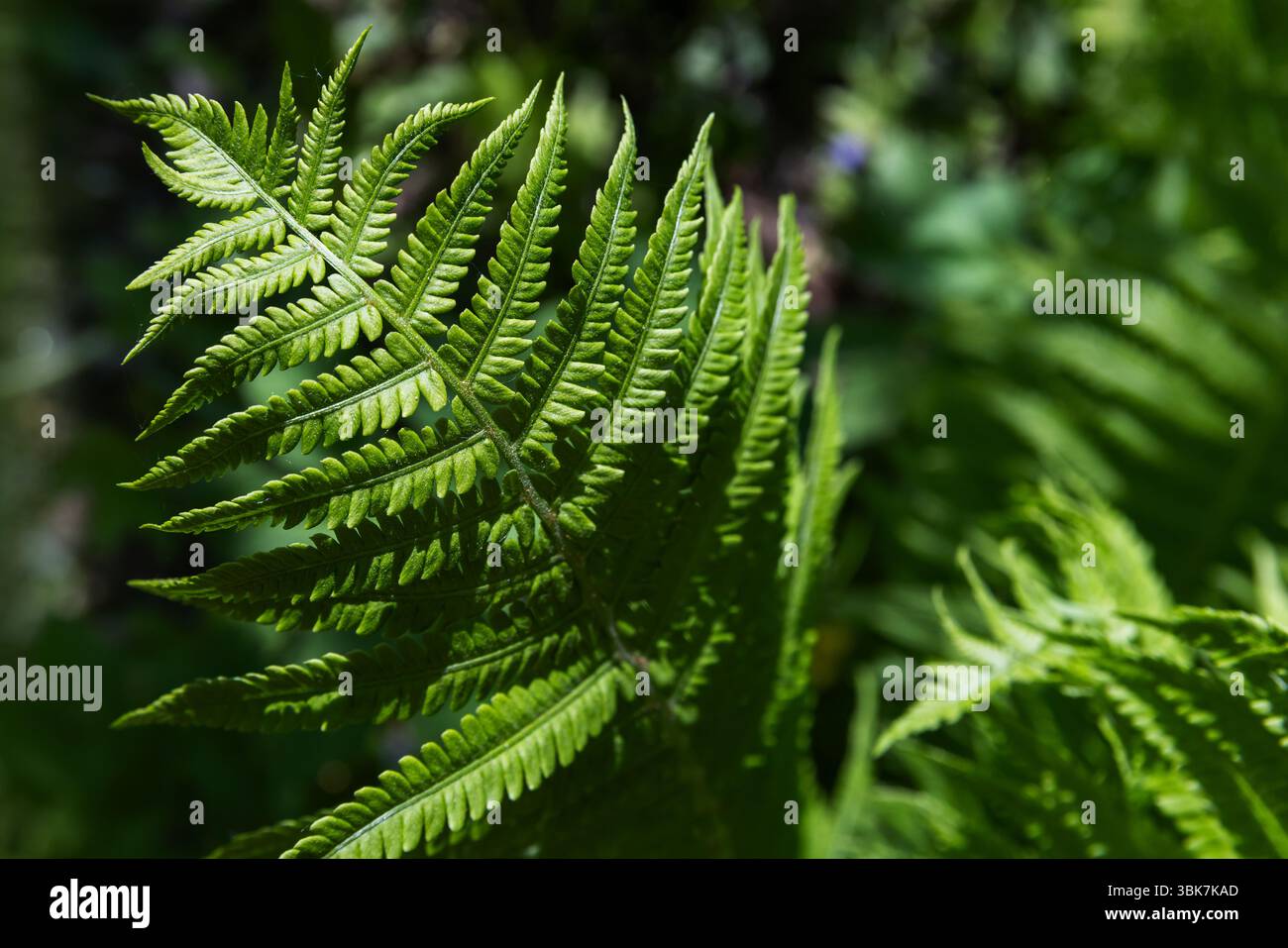Vista ravvicinata dettagliata delle foglie di felce, che mostra la sua consistenza e la sua struttura elegante, illuminata dalla luce del sole. Le vivaci tonalità di verde evocano una natura Foto Stock