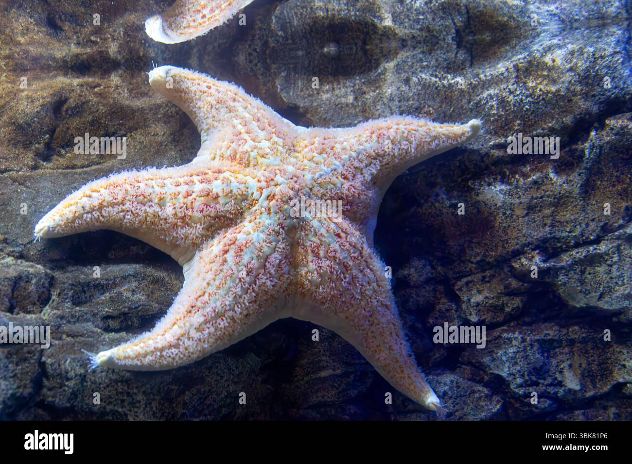 Una stella marina è posizionata su una superficie rocciosa testurizzata in un ambiente acquario, mostrando la sua colorazione e le sue caratteristiche uniche. Foto Stock