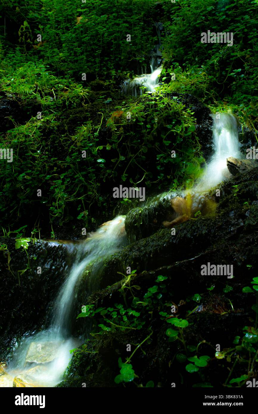 Accattivante primo piano di una piccola cascata che si getta su un muschio verde lussureggiante simboleggia la freschezza, la vita e la natura incontaminata, la strega è serena e rilassante Foto Stock