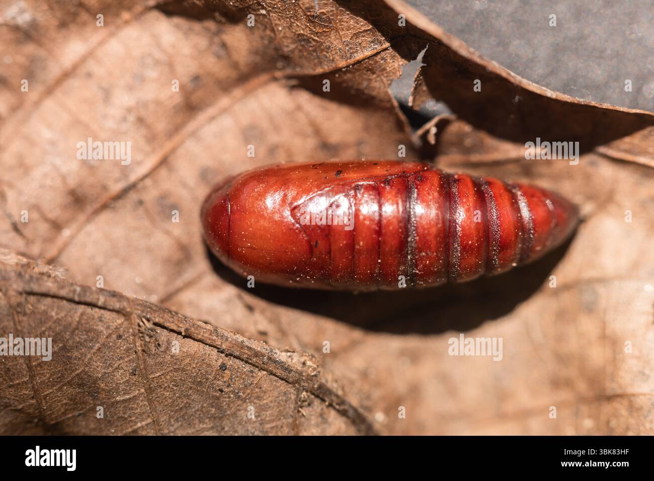 Insetto bozzolo sul terreno foto ravvicinata Foto Stock