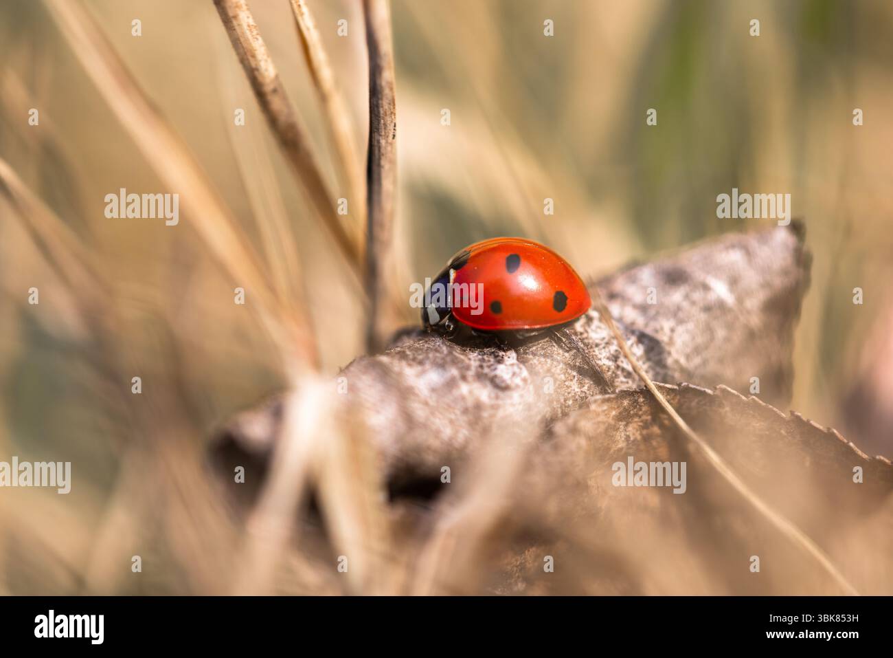 Sette coccinelle macchiate nell'erba. Foto di alta qualità Foto Stock