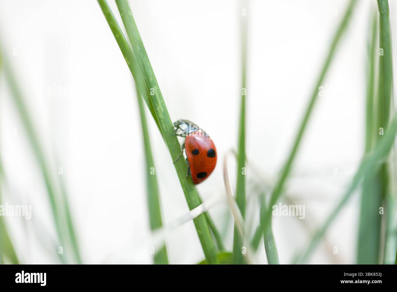 Sette coccinelle macchiate nell'erba. Foto di alta qualità Foto Stock