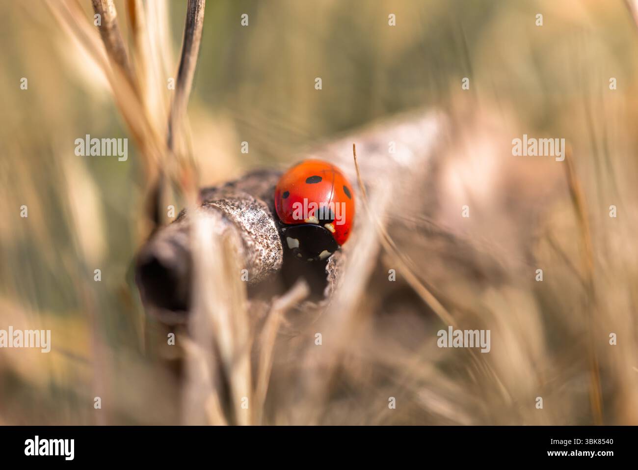 Sette coccinelle macchiate nell'erba. Foto di alta qualità Foto Stock