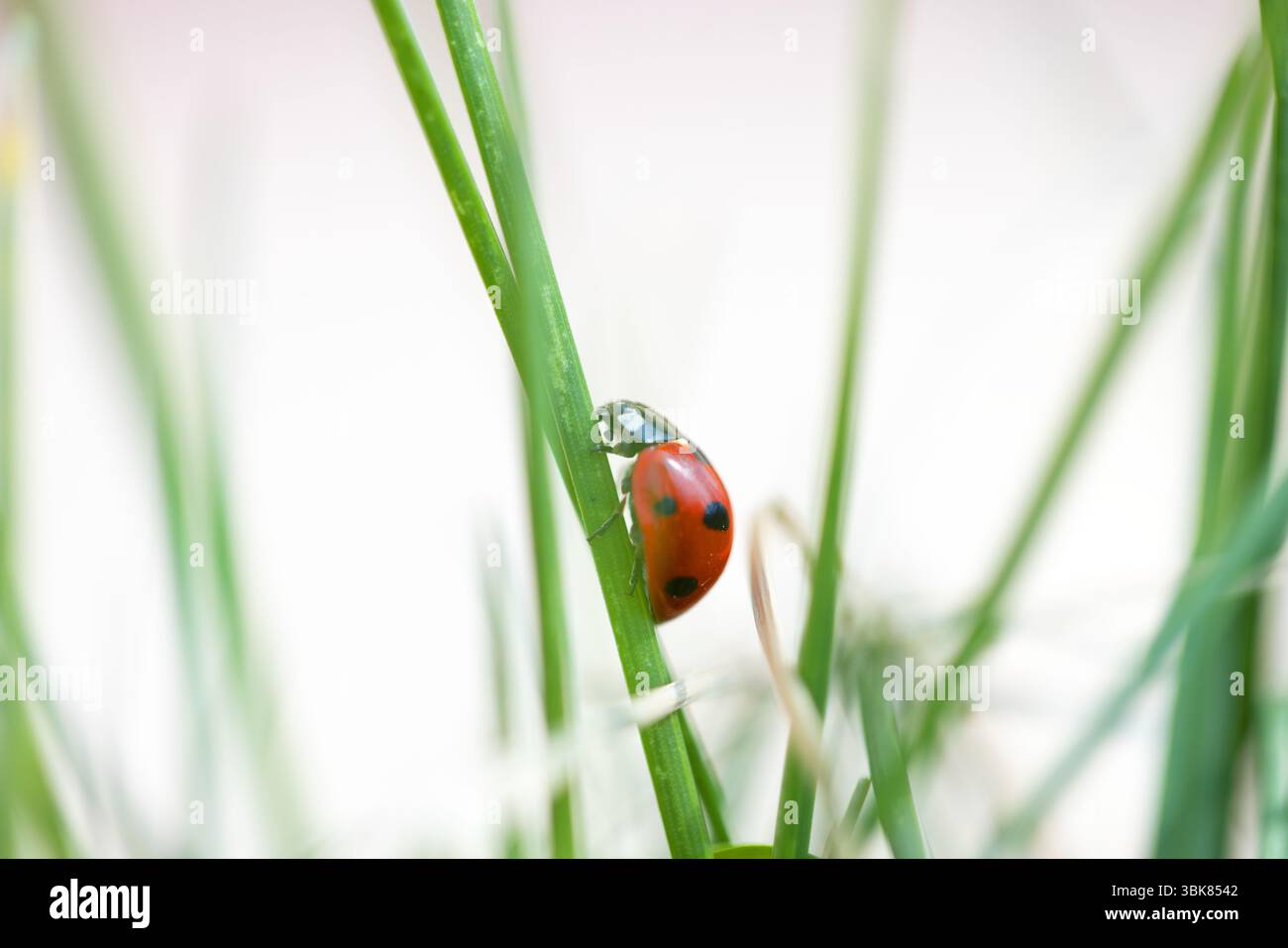 Sette coccinelle macchiate nell'erba. Foto di alta qualità Foto Stock