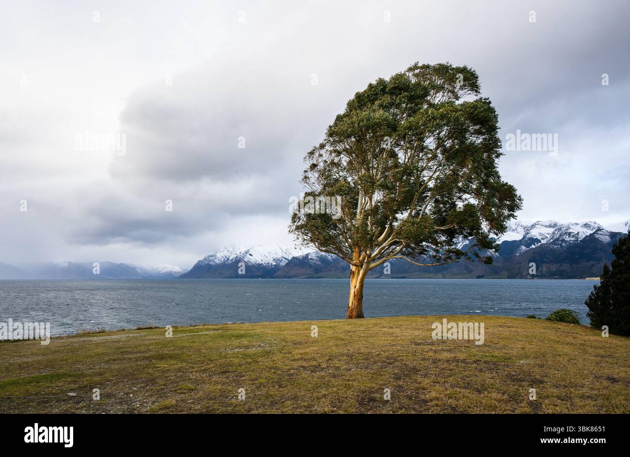 Albero modellato dal vento forte. Montagne innevate sullo sfondo. Lago Hawea. Regione di Otago. Isola del Sud. Foto Stock