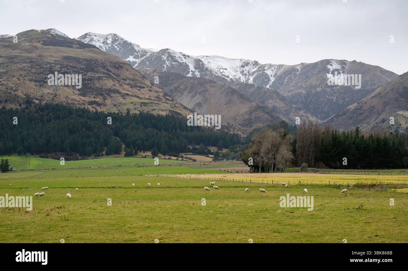 Pecore che pascolano su terreni agricoli verdi. Montagne innevate in lontananza. Regione di Otago. Isola del Sud. Foto Stock