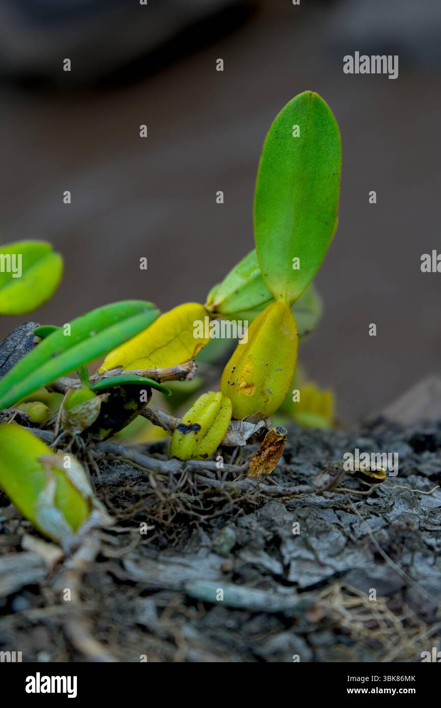 Piante epifitiche che crescono sulla corteccia degli alberi in Malawi Foto Stock