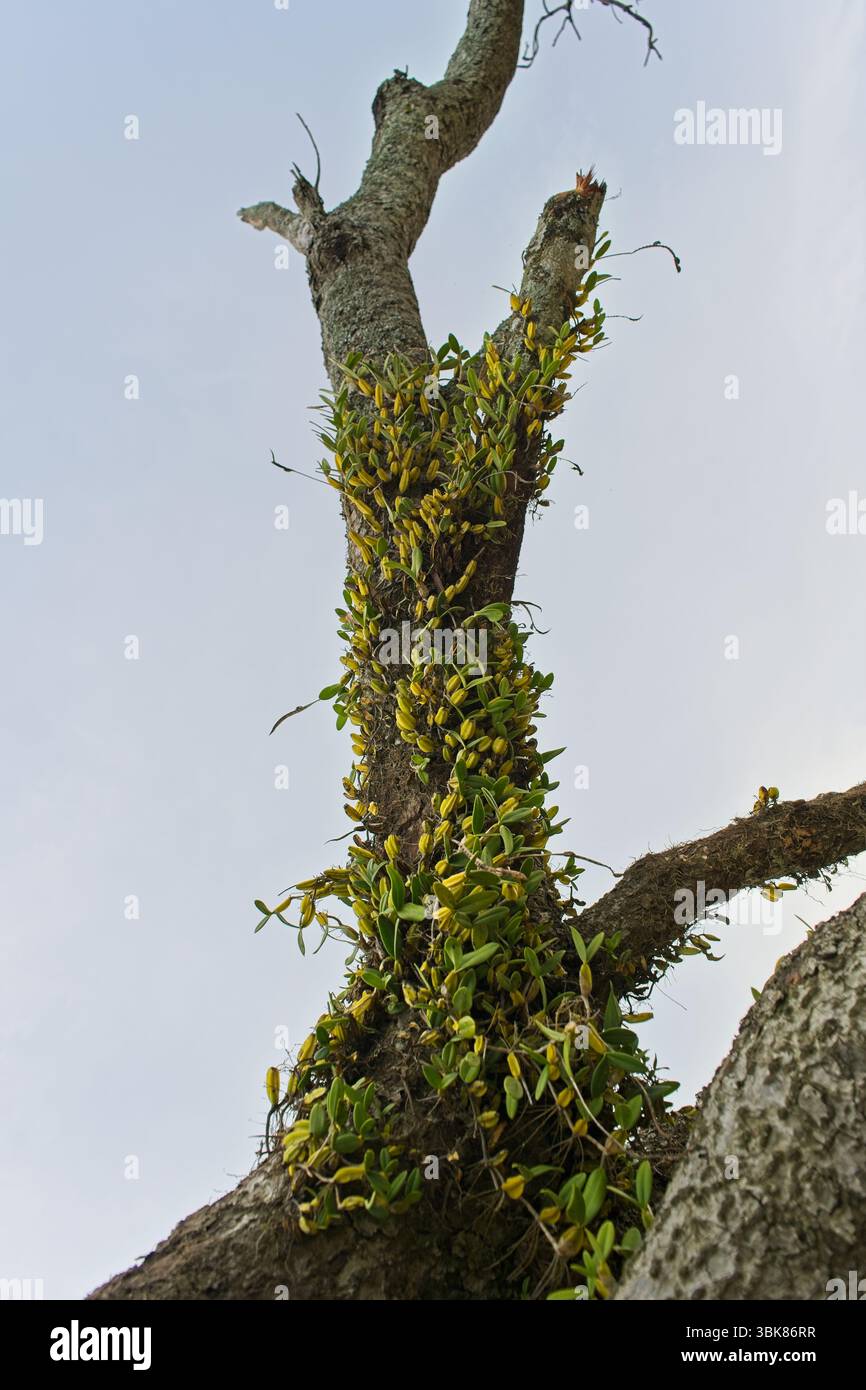 Piante epifitiche che crescono sulla corteccia degli alberi in Malawi Foto Stock