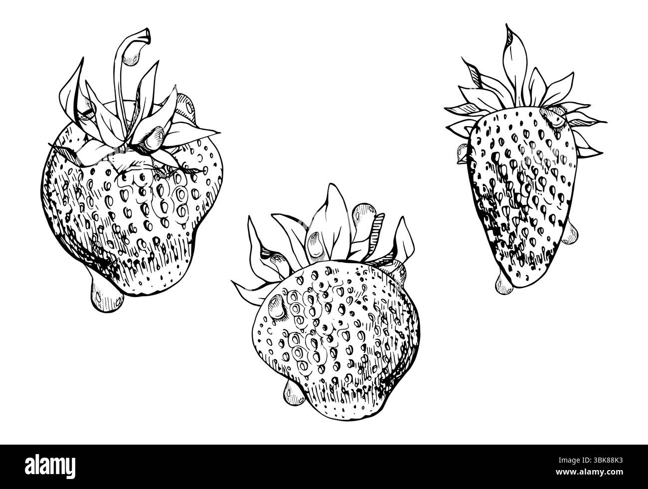 Fragola frutta matura con foglie corona sul gambo in gocce di rugiada in acqua tirata a mano con inchiostro vettoriale, fragola di fragola. Illustrazione isolata botanica Illustrazione Vettoriale