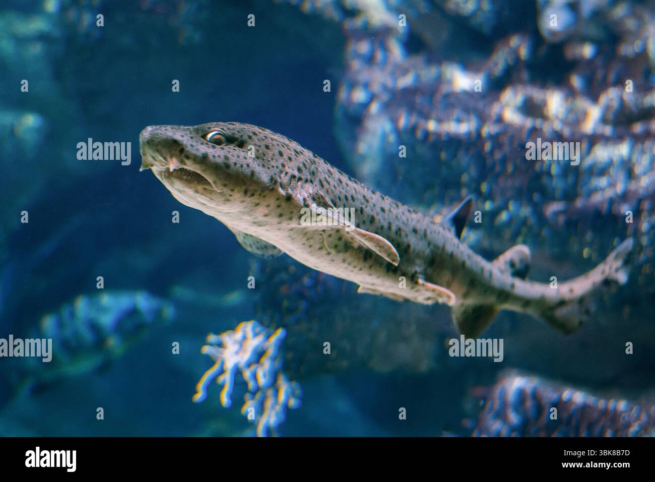 Squalo nursehound: Scyliorhinus Stellaris in ambiente marino Foto Stock
