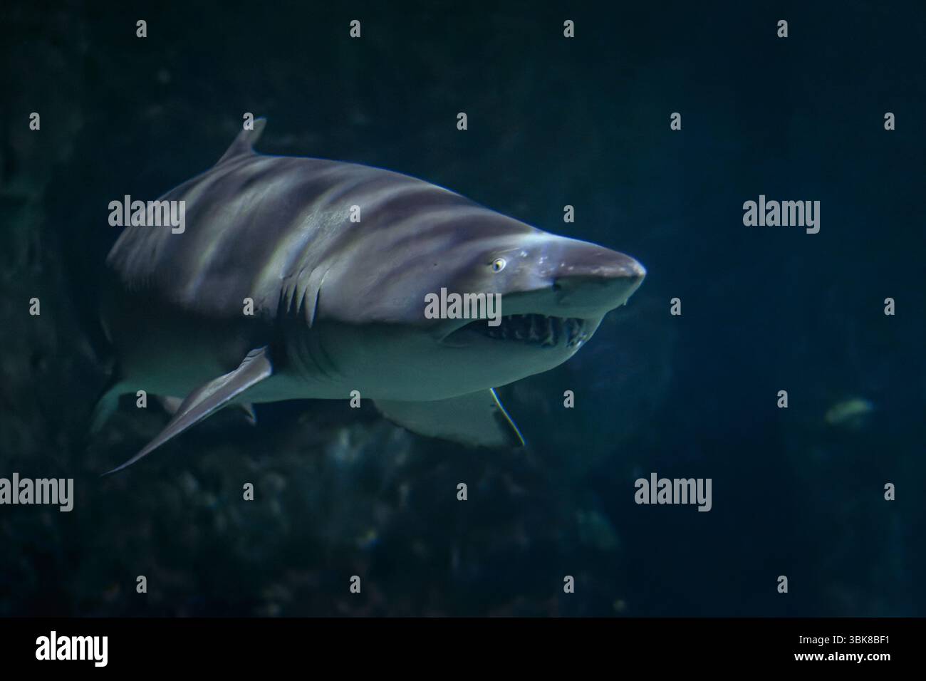 Squalo toro sott'acqua: Carcharhinus Leucas nelle acque blu profonde Foto Stock