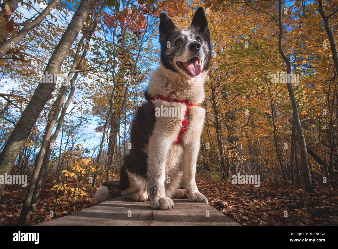 Felice cane bianco e nero che indossa un'imbracatura rossa, in piedi su una panchina in una foresta durante l'autunno. Acquisizione da un angolo basso, copia spazio. Foto Stock