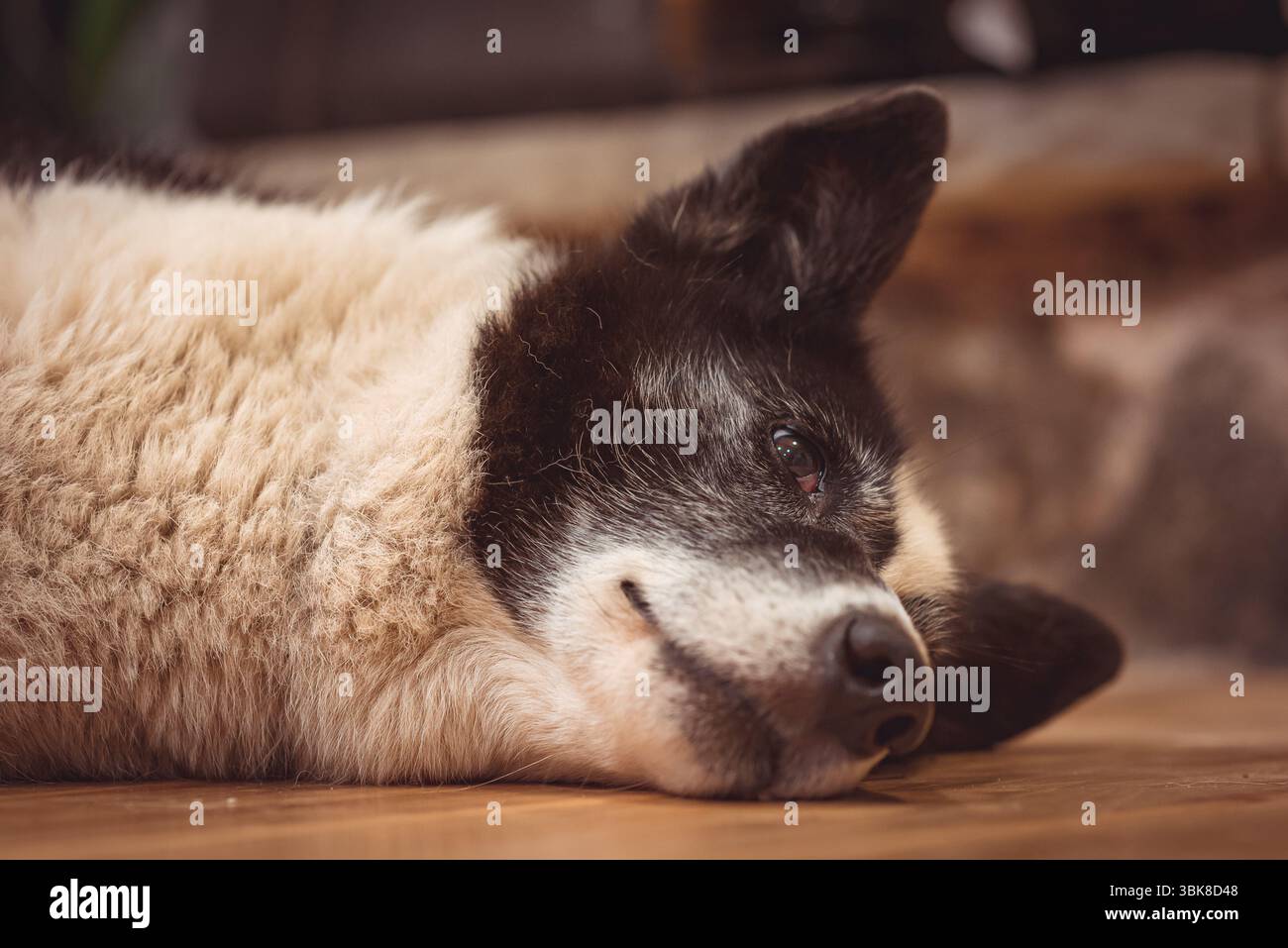 Cane appoggiato su un pavimento interno, con messa a fuoco morbida e luce calda. Catturati in un momento tranquillo e intimo che mostra espressione calma e corpo rilassato. Foto Stock