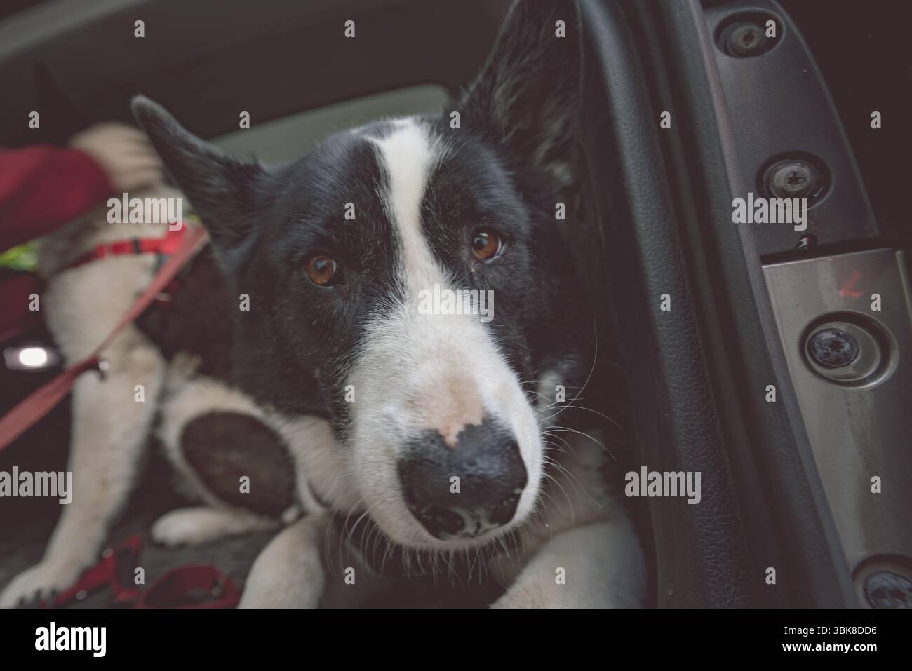 cane bianco e nero all'interno di un veicolo che guarda direttamente la telecamera. Luce naturale soffusa che illumina il viso del cane. Foto Stock