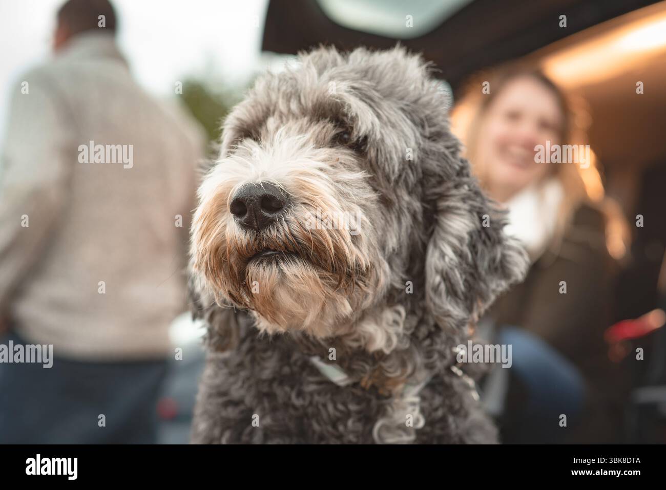 Vista frontale ravvicinata di un cane mercantile con pelliccia riccia, all'aperto vicino a un bagagliaio aperto, persone con una messa a fuoco morbida dietro, luce naturale. Foto Stock