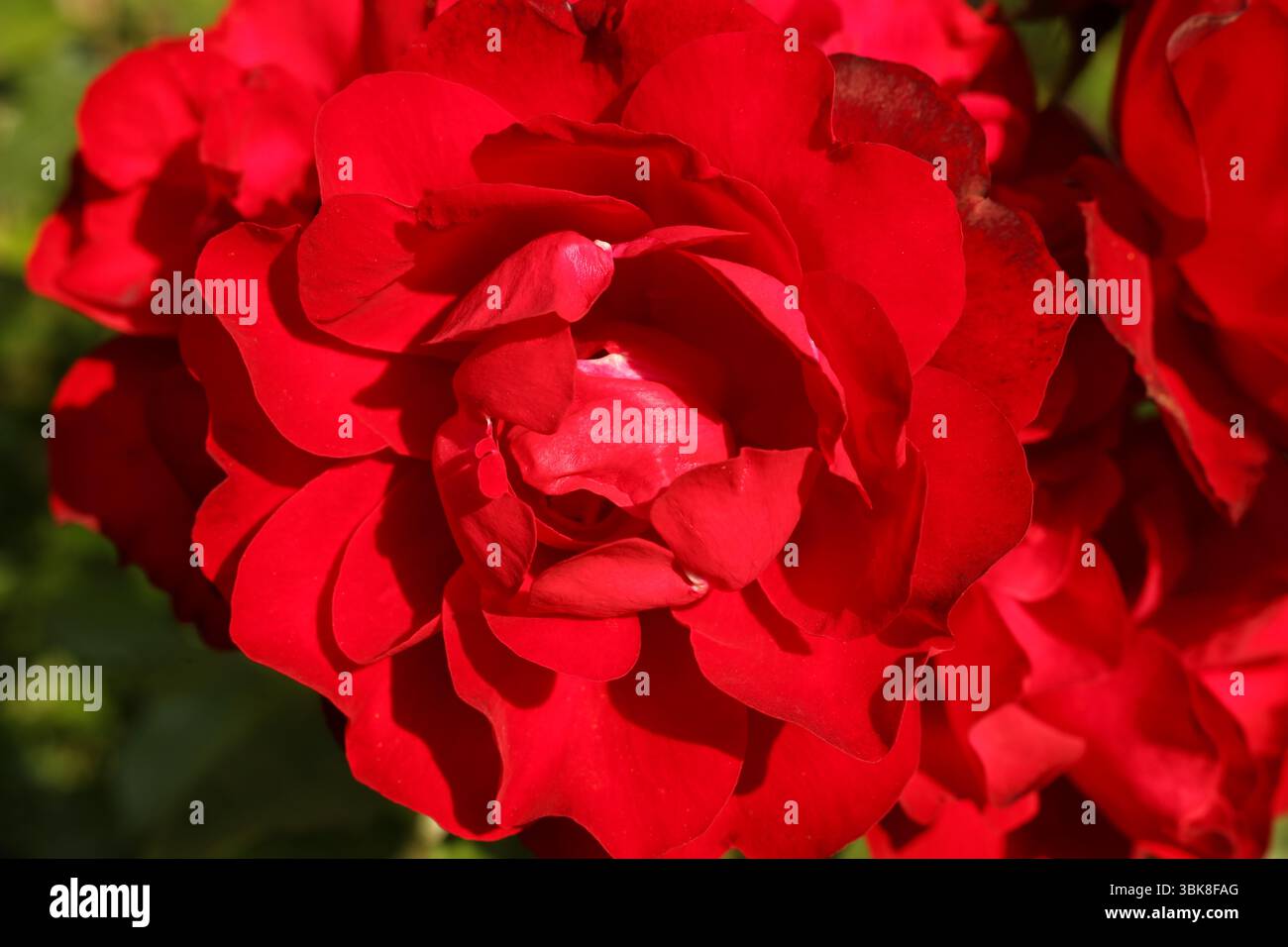 Bellissime rose rosse in giardino, primo piano. Sfondo naturale Foto Stock